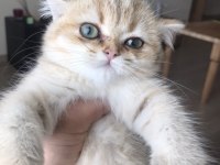 Safkan British Shorthair