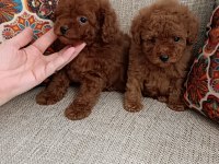 2 ERKEK 3 DİŞİ POODLE