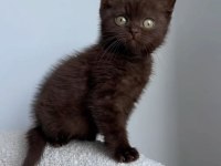 Show Dark Brown British Shorthair Yavrular
