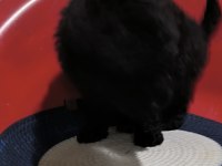 POODLE BEBEĞİM ÖZEL RENK BLEC RENG