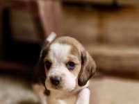 Safkan beagle bebekler