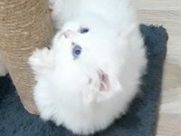 50 günlük British Longhair erkek ve dişi yavrular
