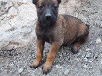 Malinois (Belçika Kurdu)