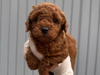 Güzellik Abidesi Poodle Bebekler
