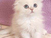 Scottish Fold Dişi