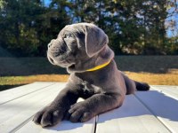 EV ORTAMINDAN SHOW KALİTE CANE CORSO YAVRULAR