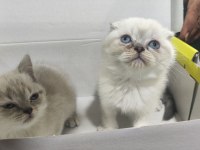 Evimizin Yeni Neşesi Kar Topu Scottish Fold Yavruları