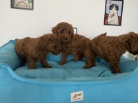 Petmode  köpek çiftliğinde ziyarete açık toy poodle