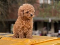 Poodle ayarında Maltipoo