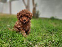 Toy poodle yavrularımız uygun değildir
