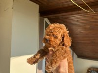 Toy Poodle Yavrum