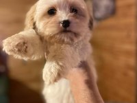 MİNİK BOY MALTİPOO, AL SATÇI DEĞİLİZ KENDİ BEBEKLERİMİZ