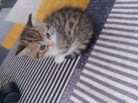 British shorthair kedimiz