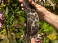BROWN BENGAL YAVRULARI OZYFELİNES