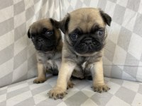 Pug Mops Yavrular ırk ve sağlık garantili Denizli