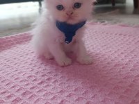 İran kedisi yavruları