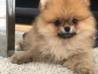 Ayı surat pomeranian