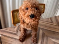 3 AYLIK ERKEK TOY POODLE