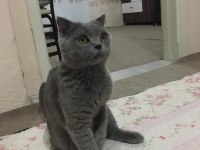 British shorthair