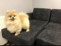 Orjinal yurt dışı karneli pomeranian erkek