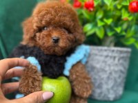 Max 2 kg Olacak Teacup Poodle Yavrularımız