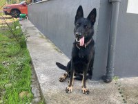 Yetişkin Temel İtaatli Alman Çoban Köpekler