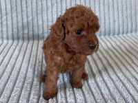 Eşsiz Güzellikte Toy Poodle Yavru