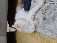 SAFKAN BRITISH LONGHAIR AY1133