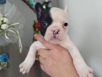 Korsan Maskeli French Bulldog Yavruları