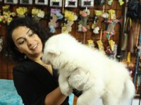 Bembeyaz Güzeller Güzeli Samoyed