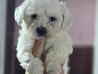 Ruhsatlı çiftliğimizden safkan maltese terrier yavruları