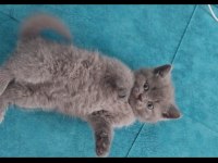 Güzel british shorthair bebeklerim