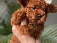 Karakteri Ve Görünüşüyle Özel Poodle