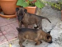 Belçika Malinois Yavrularımız