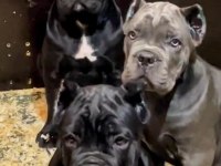 Sahibine bağlı Cane Corso yavrular