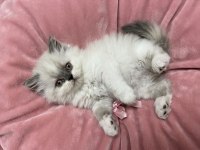 Brıtısh Longhair Blue Point Dişi Yavru