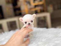 Micro mini cep boy chihuahua