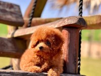 Eğitilebilir Toy Poodle Yavruları ile Evinize Neşe Katın