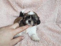 SHİH TZU BEBEKLER