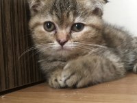 Bal suratlı scottish fold yavrumuza yeni yuva arıyoruz
