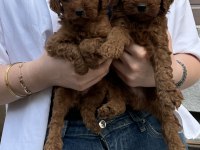 MUHTEŞEM GÜZELLİKTE TOY POODLE YAVRULAR