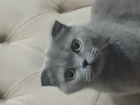 Prenses kızımız şila 2020 doğum yetişkin dişi scottish fold