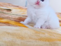 British longhair ve shorthair yavru kediler