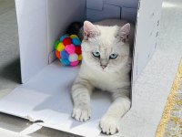 British shorthair blue point