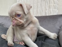 FARKLI OLMAK İSTEYENLERE ÖZEL EXOTİC PİNK PUG BEBEK