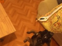 Renk güzeli dişi köpeğimize yuva arıyoruz