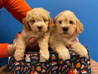 A KALİTE MALTİPOO BEBEKLERİMİZ