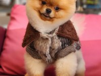 Orjinal ayı surat pomeranian boo