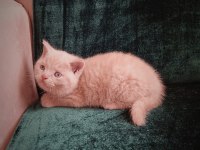 Safkan Fawn British Shorthair Dişi