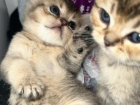 Silver ve golden british shorthair bebekler